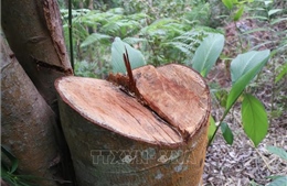 Báo động tình trạng phá rừng ở Huổi Ké - Mường Pồn (Điện Biên)