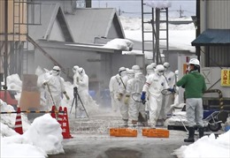 Dịch cúm gia cầm lan nhanh bất thường ở Nhật Bản