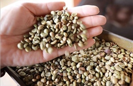 Thị phần xuất khẩu cà phê vào thị trường Trung Quốc gia tăng