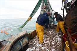 Pháp cảnh báo EU sẽ có hành động pháp lý với Anh trong vấn đề đánh bắt cá