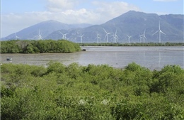Ninh Thuận phát triển &#39;lá chắn xanh&#39; rừng phòng hộ ven biển