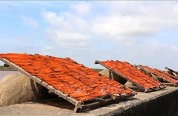 Làng cá khô Gành Hào sôi động vào mùa Tết