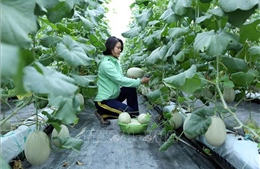 Bắc Giang phát triển nông nghiệp công nghệ cao