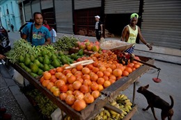 Cuba công bố chương trình quốc gia về an ninh lương thực
