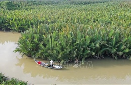 Quảng Ngãi bảo tồn, khai thác bền vững rừng dừa nước