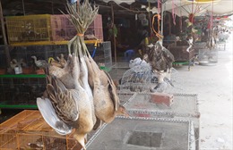 Long An: Không cho phép buôn bán động vật tại Chợ chim trời Thạnh Hóa