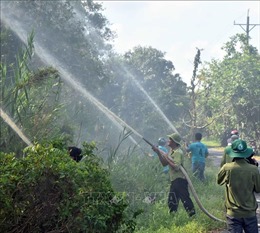 Mưa trái mùa làm giảm nguy cơ cháy rừng ở Cà Mau