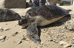 Ninh Thuận: Thả rùa xanh quý hiếm về biển an toàn