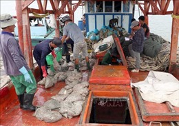 Nghề khai thác thủy sản ở Cà Mau bị ảnh hưởng do biến động giá xăng, dầu
