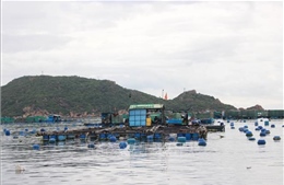 Đổi thay ở Cam Bình - vùng nuôi tôm hùm nổi tiếng Khánh Hòa