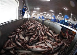 Sản xuất, xuất khẩu cá tra phục hồi mạnh