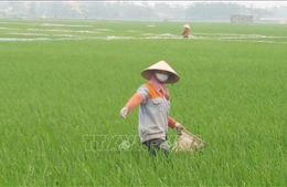 Các địa phương tập trung phòng trừ sâu bệnh gây hại lúa và hoa màu
