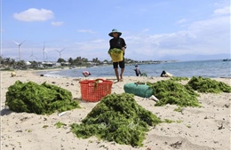Ngư dân Ninh Thuận trúng mùa khai thác rong biển