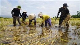 Năng suất lúa Nam Trung Bộ và Tây Nguyên giảm đáng kể do thời tiết bất thường
