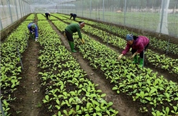 Hà Nội cần trợ lực cho phát triển nông nghiệp hữu cơ