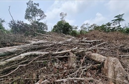 Vụ phá trên 18,6ha rừng ở Đakrông, Quảng Trị: UBND tỉnh yêu cầu xử lý nghiêm