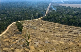 Cứ mỗi phút, thế giới lại mất đi diện tích rừng nhiệt đới bằng 10 sân bóng đá