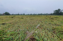 Hơn 3.000 ha lúa bị đổ rạp, người dân Quảng Trị đứng trước nguy cơ mất mùa