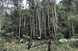 Cao Bằng: Tiềm năng phát triển kinh tế rừng vẫn còn bỏ ngỏ