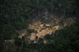 Hội nghị WEF Davos 2022 kêu gọi chấm dứt phá rừng Amazon