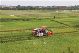 Ninh Bình: Khẩn trương thu hoạch lúa ngoài đê tránh lũ tiểu mãn