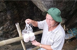 Nỗ lực tái tạo và phát triển bền vững đàn yến trên đảo Cù Lao Chàm