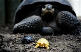 Cơ hội chiêm ngưỡng rùa bạch tạng độc nhất vô nhị tại Thụy Sĩ