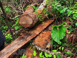 Hà Giang: Khởi tố 2 cán bộ thiếu trách nhiệm để xảy ra khai thác rừng trái phép