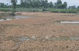 Hàng trăm ha lúa chuẩn bị gặt bị mất trắng do ngập nước lâu ngày