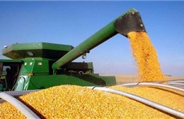 Nga tạo điều kiện cho xuất khẩu ngũ cốc từ Ukraine qua Biển Azov