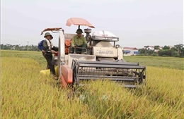 Ứng dụng khoa học kỹ thuật tốt, nông dân Nam Định được mùa lúa Xuân