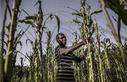 Châu Phi kêu gọi hành động khẩn cấp nhằm giải quyết tình trạng mất an ninh lương thực 