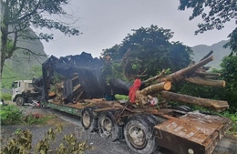 Quảng Bình: Phát hiện xe vận chuyển cây gỗ lớn trái phép