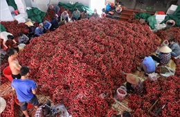 &#39;Bài toán&#39; xuất khẩu nông sản Việt - Bài cuối: Hướng tới hoàn thiện chuỗi sản xuất
