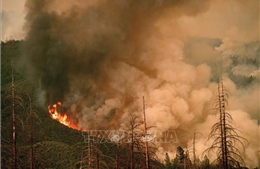 Mỹ: Cháy lớn thiêu rụi hàng trăm ha rừng, đe doạ Công viên Quốc gia Yosemite