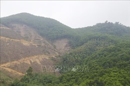 Tuyên Quang: 25 xã, thị trấn có nguy cơ cháy rừng ở cấp nguy hiểm