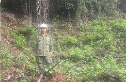 Bình Định: Báo cáo kết quả xử lý vụ phá rừng tại xã Mỹ Hiệp, huyện Phù Mỹ