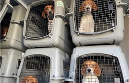 Khoảng 4.000 chú chó Beagle bị nuôi nhốt để bán cho phòng thí nghiệm