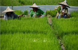 Indonesia chuẩn bị chiến lược ứng phó khủng hoảng lương thực toàn cầu