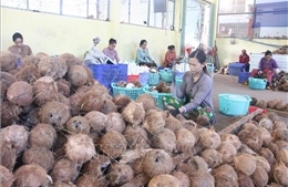 Giá dừa khô tăng gấp đôi, Trà Vinh tìm cách nâng cấp chuỗi giá trị dừa