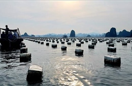 Quảng Ninh không để tái diễn tình trạng nuôi trồng thủy sản trái phép trên vịnh Bái Tử Long