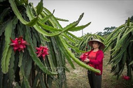 Hòa Bình: Phát triển vùng trồng thanh long ruột đỏ chất lượng cao