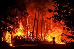 Cháy rừng nghiêm trọng ở miền Bắc nước Đức