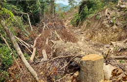 Yêu cầu xử lý nghiêm vụ chặt hạ nhiều cây rừng tự nhiên tại Cam Lộ, Quảng Trị