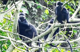 Bảo vệ vọoc gáy trắng trong khu vực quy hoạch rừng đặc dụng tại Quảng Bình