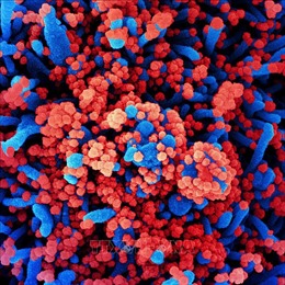 Mỹ phát triển phương pháp xác định các đột biến của virus SARS-CoV-2 