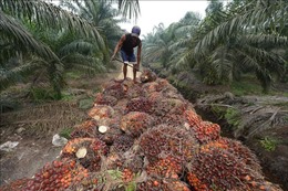 Nông dân châu Á nỗ lực tăng sản lượng dầu cọ trong khi thiếu hụt hạt giống