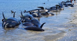 Hàng trăm cá voi hoa tiêu mắc kẹt ở bờ biển Australia