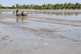 Chi phí tăng cao khiến nông dân Đồng Nai không mặn mà xuống giống lúa Hè Thu