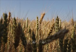Ukraine cắt giảm mạnh diện tích trồng lúa mì và lúa mạch trong vụ Đông 2022
